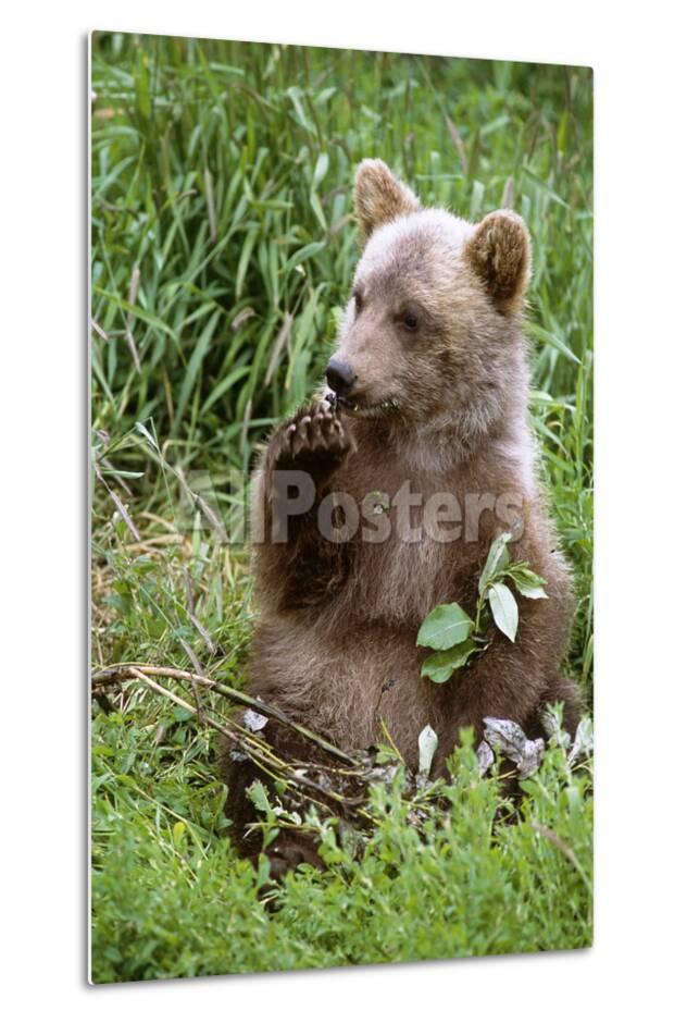 Young Brown Bear Cub Sitting In Grassy Meadow Sc Summer Alaska Wildlife Conservation Center Captive Photographic Print Design Pics Inc Allposters Com