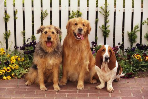 golden airedale