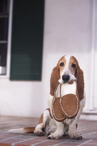 Basset Hound Slippers Online Sale Up To 68 Off Basset Hound Slippers Online Sale Up To 68 Off