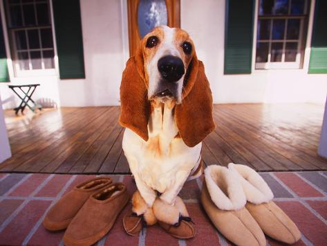 basset hound slippers