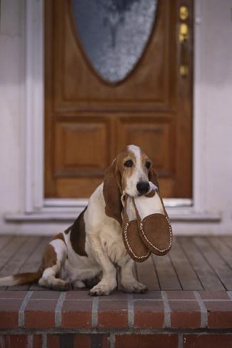 basset hound slippers