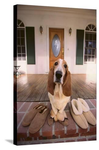Basset Hound Slippers Online Sale Up To 61 Off Basset Hound Slippers Online Sale Up To 61 Off