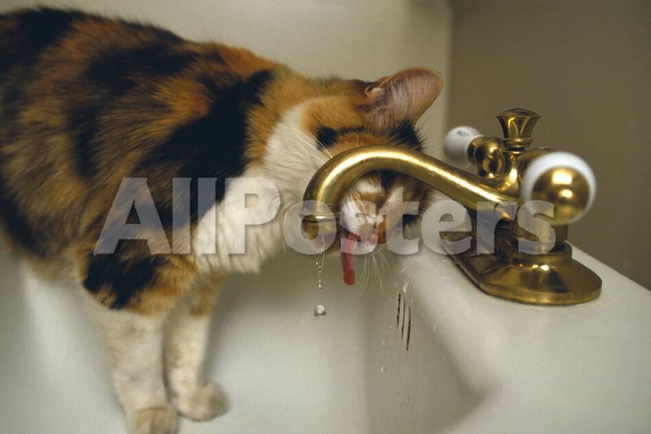 Calico Cat Drinking From Faucet Photographic Print By Dlillc At
