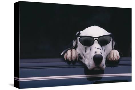 Resultado de imagen para dalmatian sunglasses