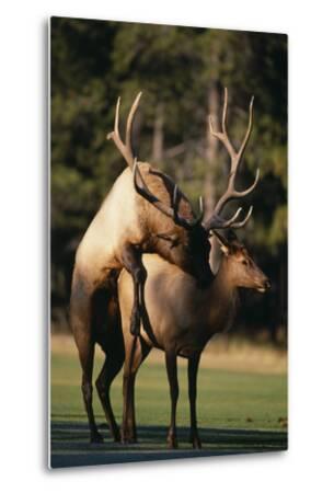 Elks Mating in Field Photographic Print by DLILLC at AllPosters.com