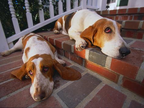 two basset hounds