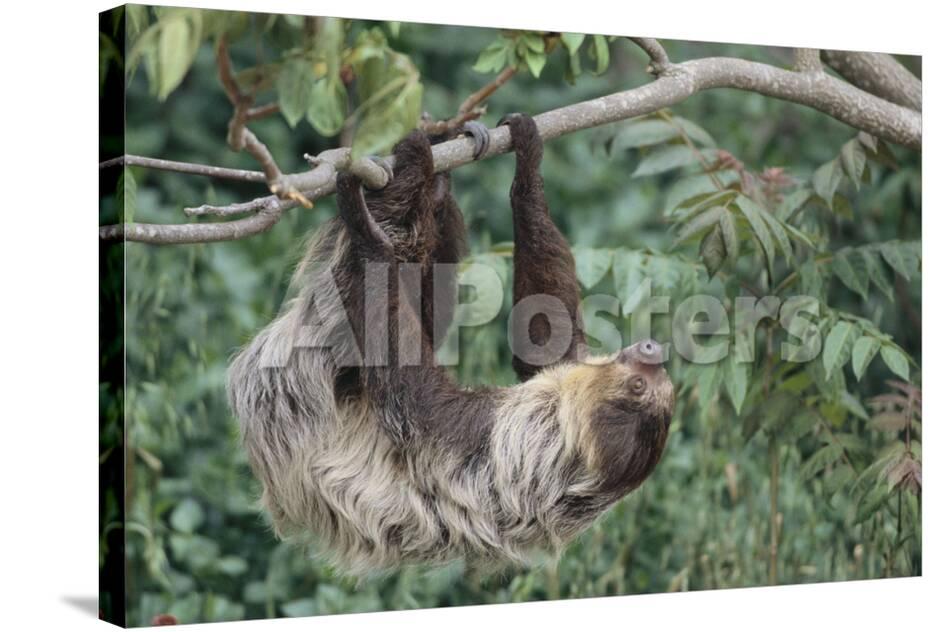 two toed tree sloth hanging from tree photographic print by dlillc