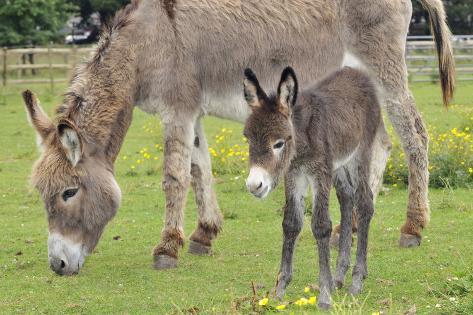 edonkey adult edonkey adult