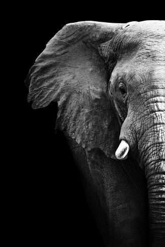 Artistic black and white elephant Artistic black and white elephant