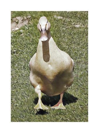 mountain duck alternative