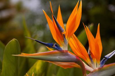 Hawaii Tropical Botanical Garden Discount