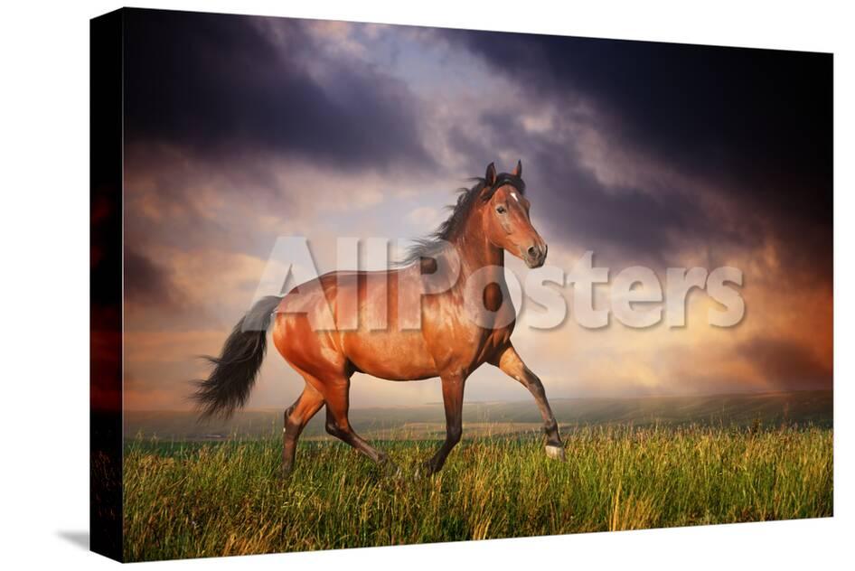 Beautiful Brown Horse Running Trot Photographic Print Dozornaya Allposters Com Beautiful Brown Horse Running Trot Photographic Print Dozornaya Allposters Com