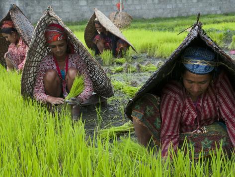 オールポスターズの エイタン シマノー female farmers at work in