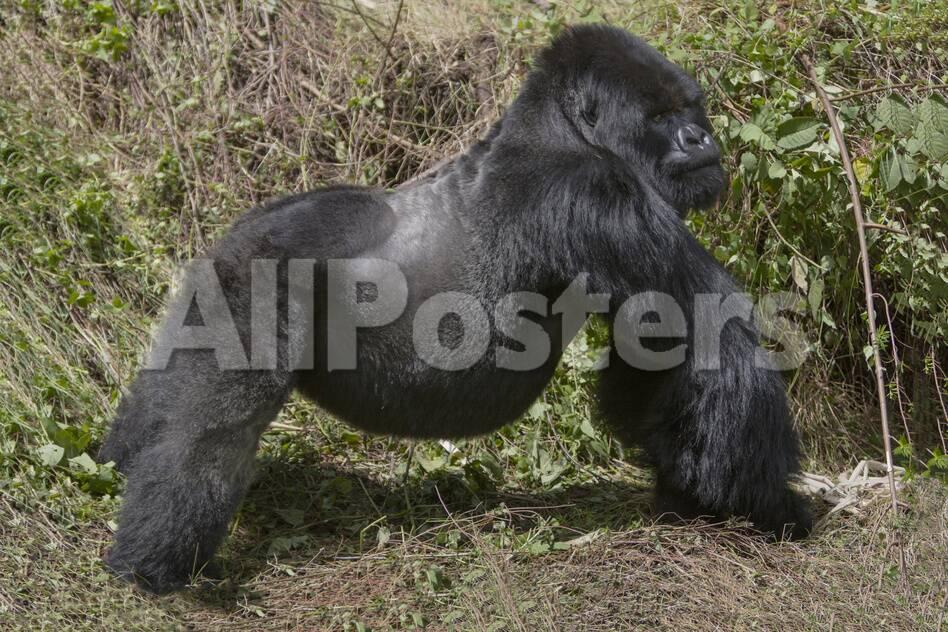 Africa Rwanda Volcanoes National Park Blackback Gorilla Showing His Powerful Body Photographic Print Ellen Goff Allposters Com