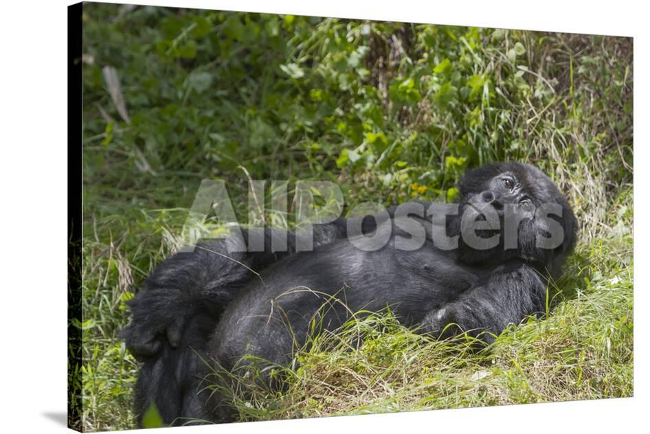 Africa Rwanda Volcanoes National Park Blackback Gorilla Watching Us Photographic Print Ellen Goff Allposters Com