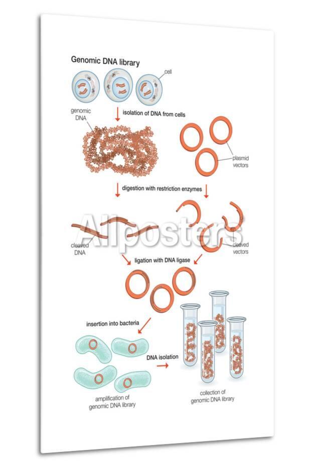 allposters com
