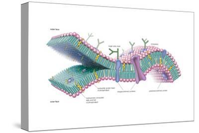 'Lipid Bilayer, Plasma Membrane, Phospholipid, Biochemistry