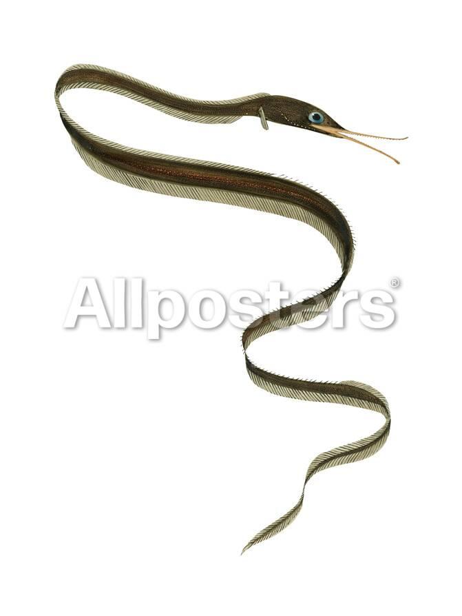 Slender Snipe Eel Nemichthys Scolopaceus Deep Sea Fishes Prints