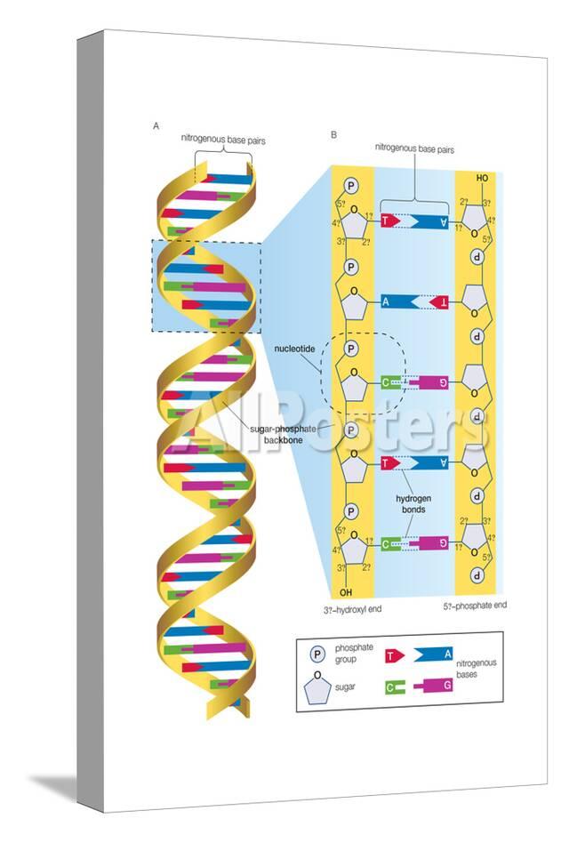 structure of dna molecule