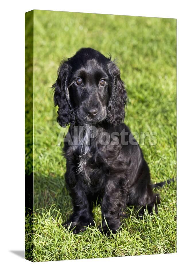 english cocker spaniel photographic print at allposters com