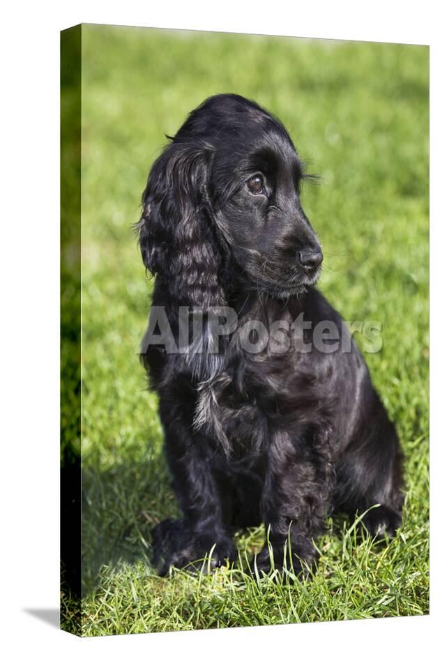 english cocker spaniel photographic print at allposters com