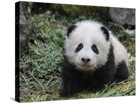 giant panda baby aged