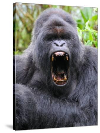 &#039;Male Silverback Mountain Gorilla Yawning, Volcanoes National Park