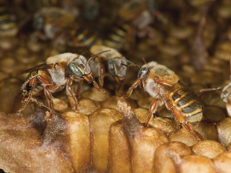 Bộ sưu tập Côn trùng - Page 38 Eric-tourneret-stingless-bees-melipona-beecheii-on-a-honeycomb-yucatan-mexico_a-G-9008195-14258389