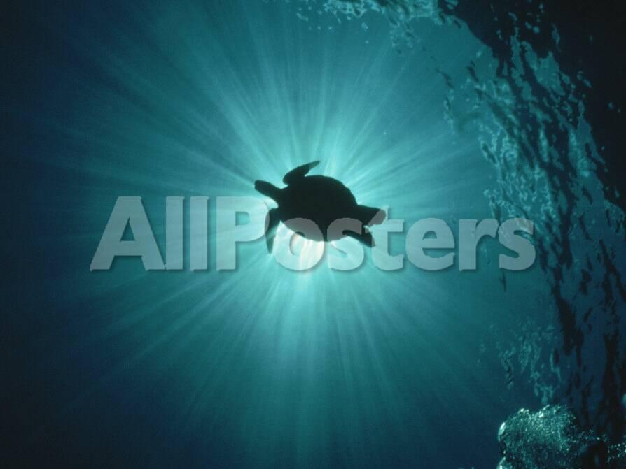 silhouette of underwater sea turtle from beneath photographic print