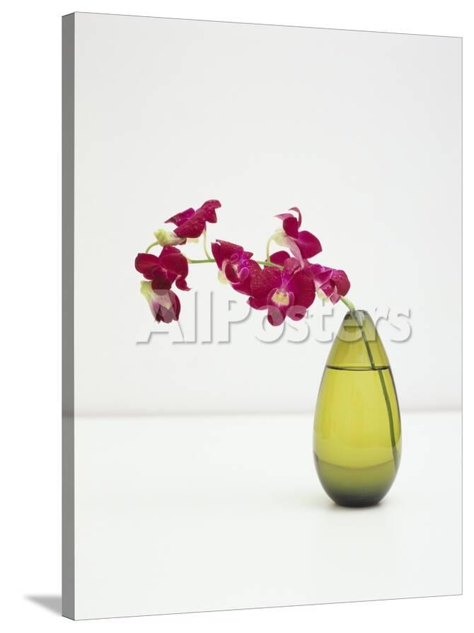 Orchid Flower In A Vase Photographic Print By Estelle Klawitter At