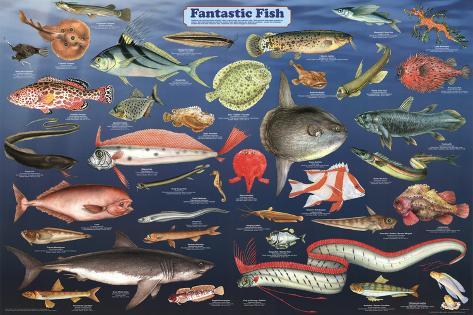 Fish Chart