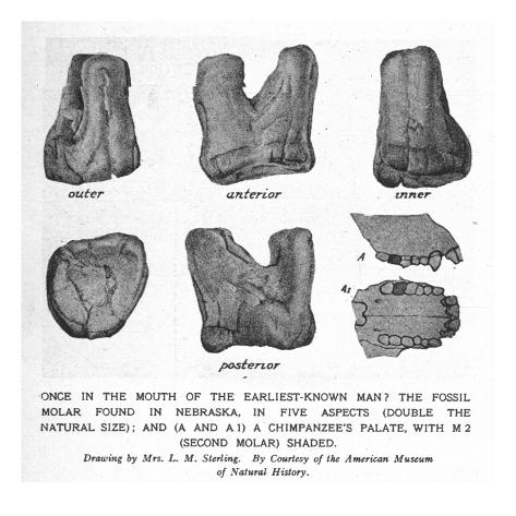 Fossil Molar Of Nebraska Man