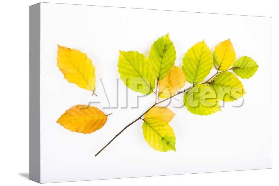 Beech Tree Leaves Photographic Print Frank Lukasseck Allposters Com