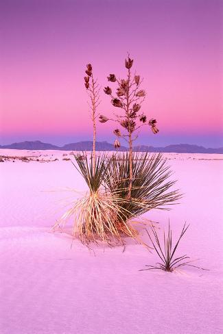 USA, New Mexico, of White Sand National Monument, Desert, Soaptree ...