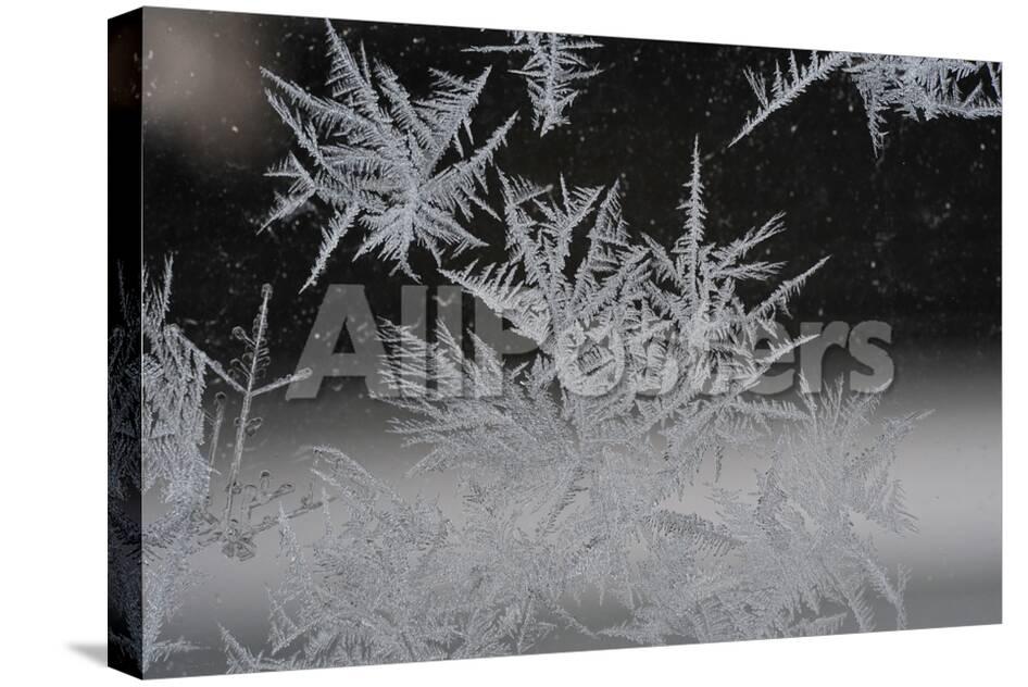 Ice Crystals On A Window In Winter Photo Frank May Allposters Com Ice Crystals On A Window In Winter Photo Frank May Allposters Com