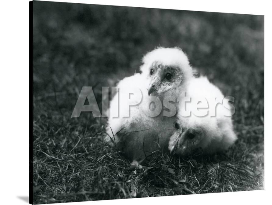 A Pair Of Barn Owl Chicks At London Zoo August 1913 Photographic