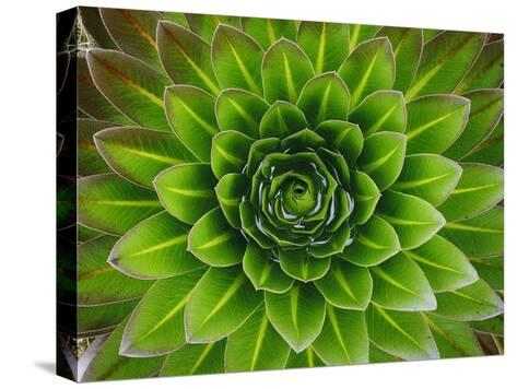 george-f-mobley-a-giant-lobelia-plant_a-