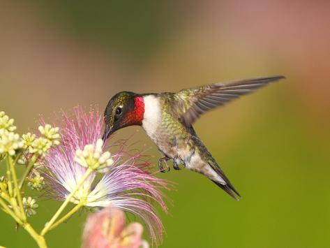 a male ruby throated