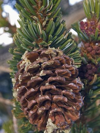 'Bristlecone Pine Tree Cone, Pinus Longaeva, White Mountains of