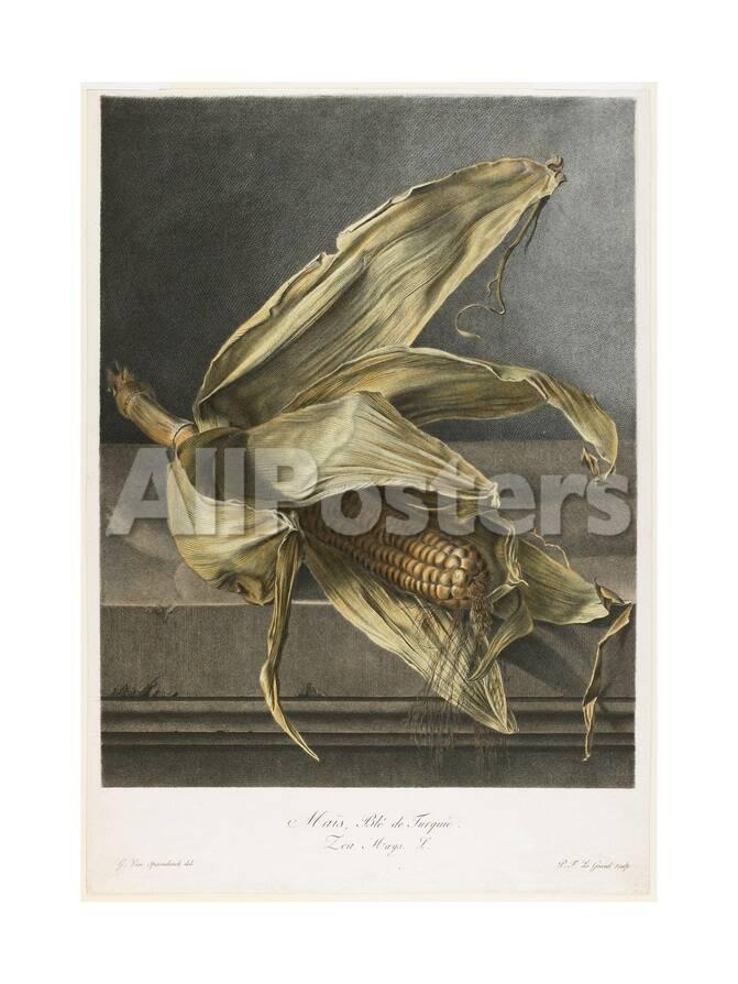 Mais Ble De Turquie From Fleurs Dessinees Dapres Nature C 1800