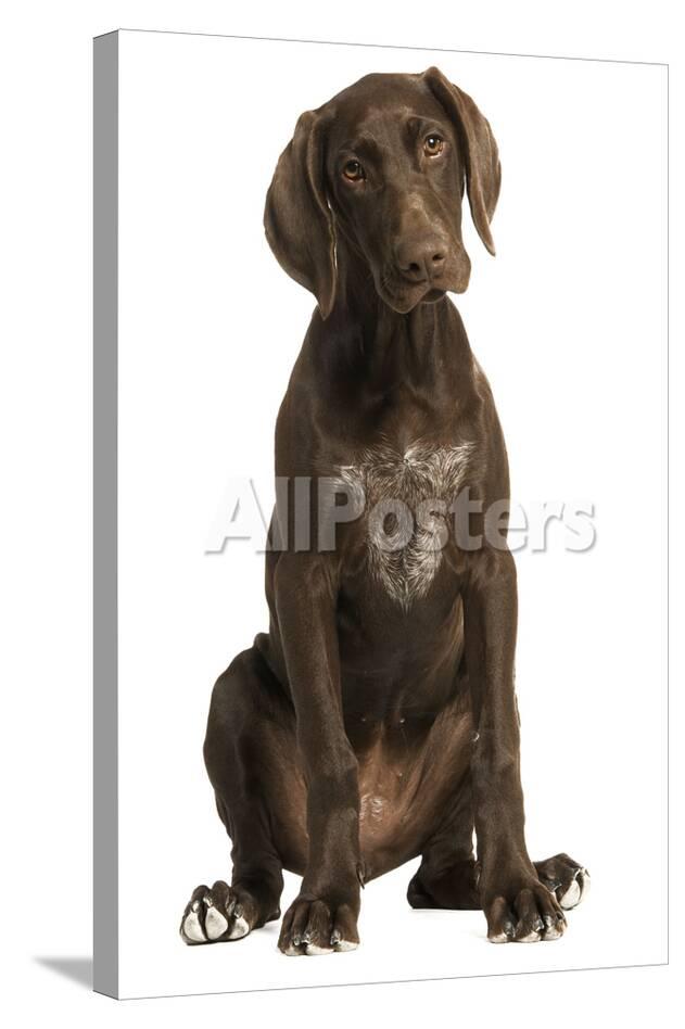 German Shorthaired Pointer 4 Month Old Puppy Photographic Print At