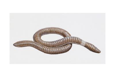 download giant gippsland earthworm for sale download giant gippsland earthworm for sale