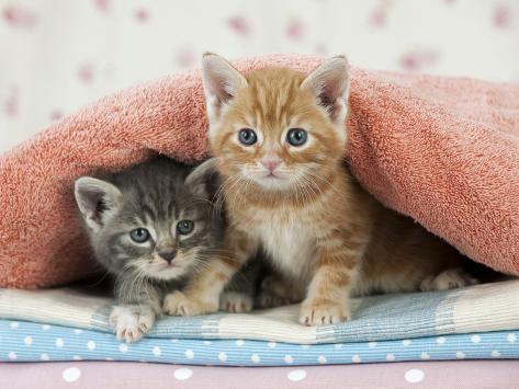 Ginger and Grey Tabby Kittens Photographic Print at ...