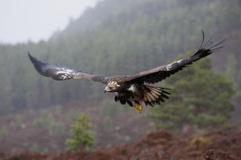 Golden Eagle In Flight