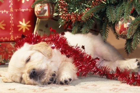 Image result for pets sleeping under the christmas tree