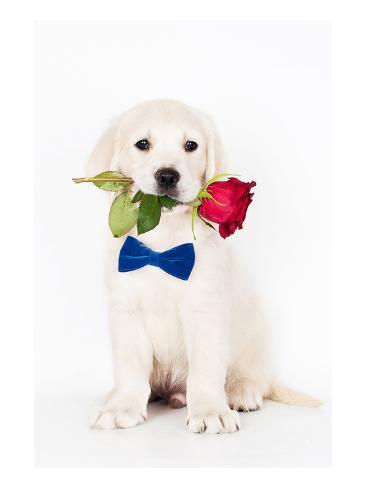 オールポスターズの golden retriever puppy rose ポスター