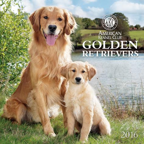 golden retriever national specialty 2016 golden retrievers 2016 calendar calendars at allposters golden retriever national specialty 2016 golden retrievers 2016 calendar calendars at allposters