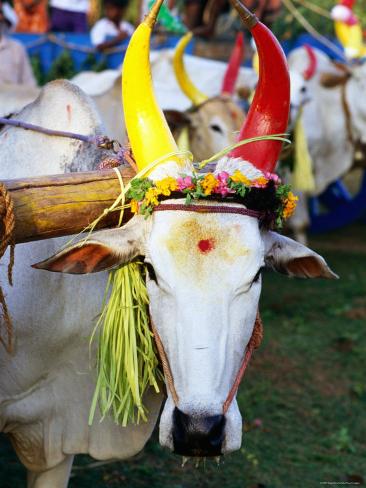 greg-elms-bull-decorated-for-pongal-fest