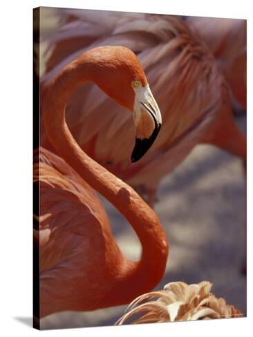 Adastra Gardens, Pink Flamingo, Nassau, Bahamas, Caribbean Stampa