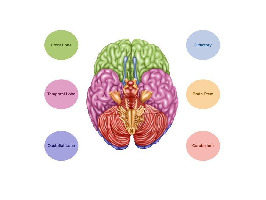Brain Anatomy Inferior View Illustration